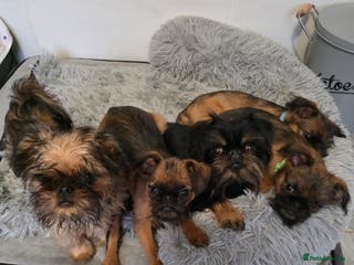 Griffon Bruxellois dogs Griffon Bruxellois KC registered - Advert 10