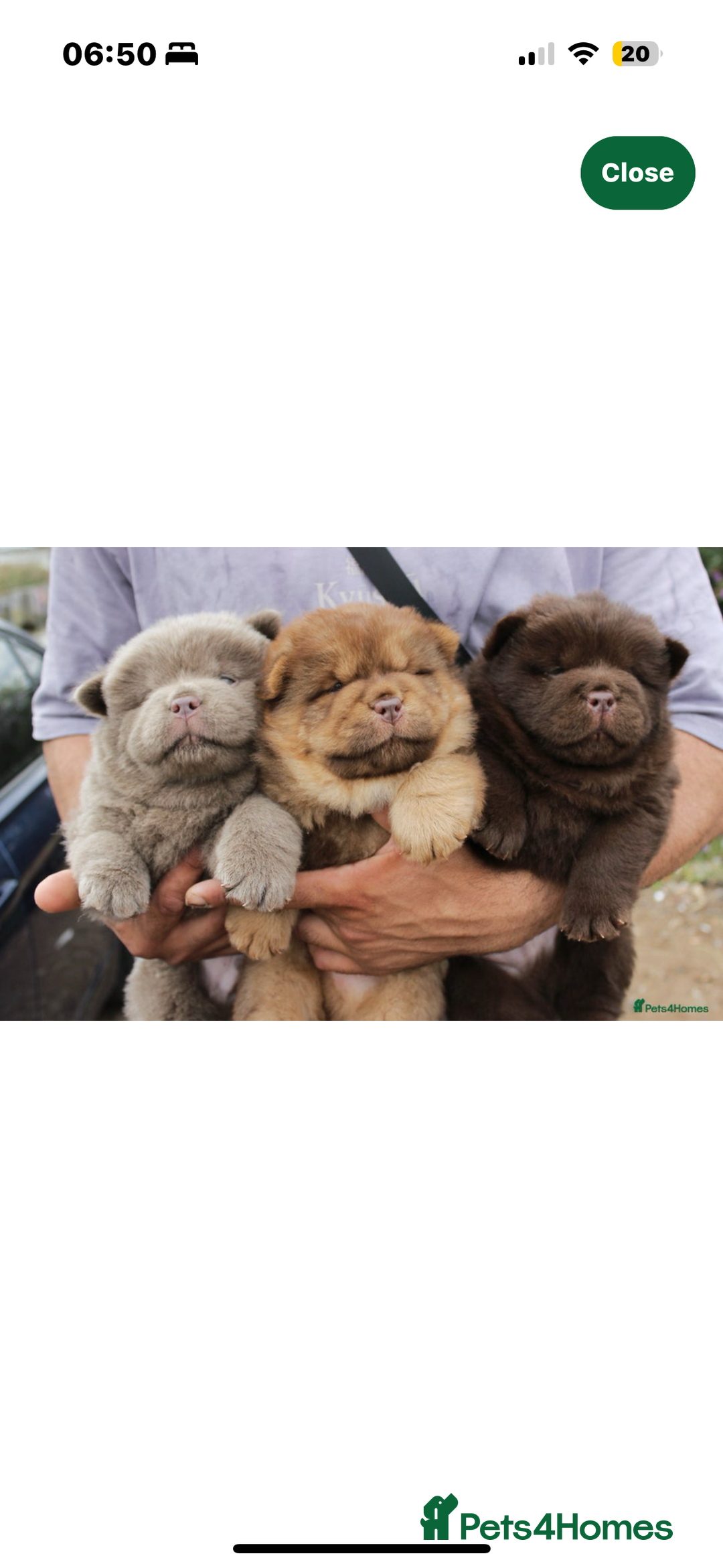 Chow Chow dogs for stud: HERSHEY the famous chocolate carrying blue. in Cheltenham - Image 38