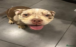 English Bulldog dogs for sale: Pocket bully girl - Image 7