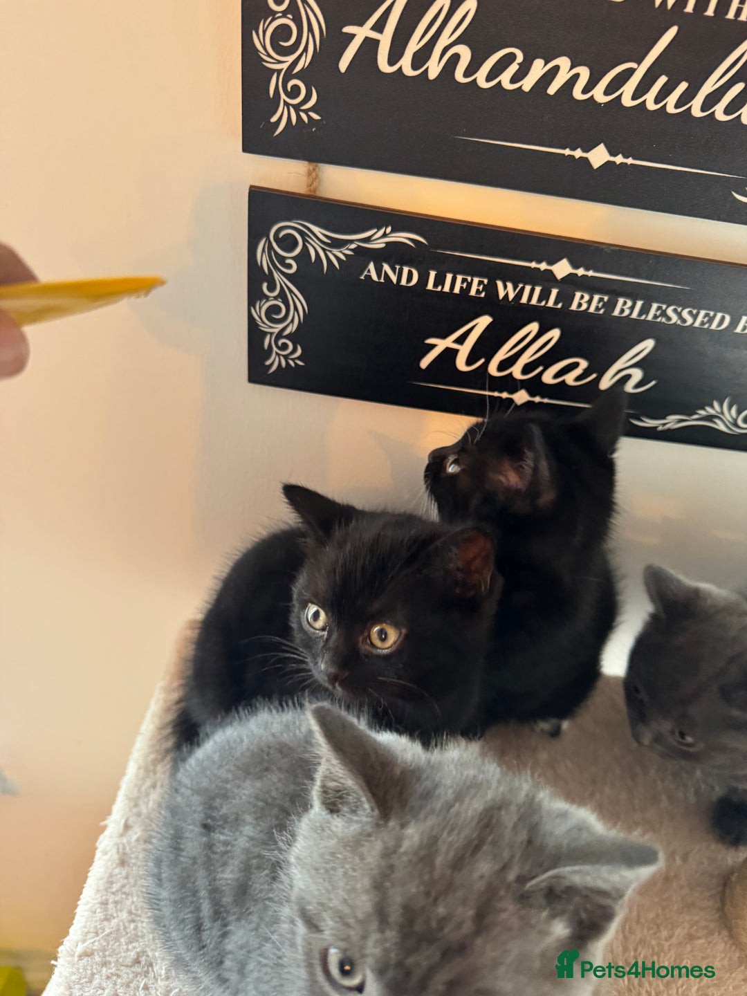 British Shorthair cats for sale: lovable - Advert 8