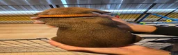 Rhodesian Ridgeback dogs for sale: FOR SALE 2 BEAUTIFUL RIDGELESS BOYS - Advert 3