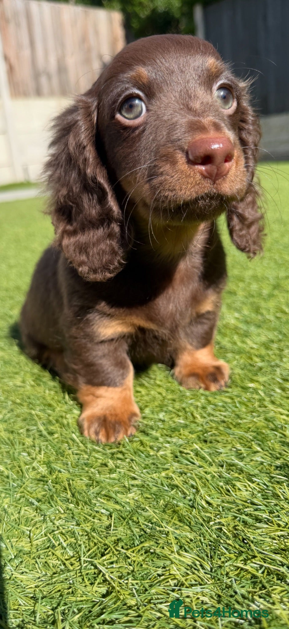Dachshund dogs Miniature Dachshund Puppies  - Advert 1