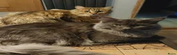 Maine Coon cats for sale: Maine coon x bengal x russian blue mixed litter - Advert 6