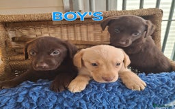 Labrador Retriever dogs for sale: Labrador Pups - Image 13