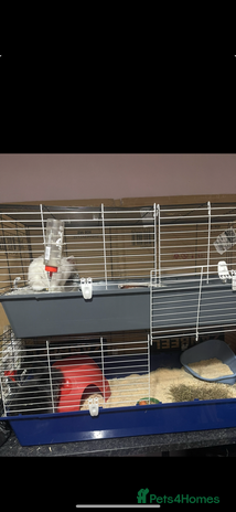 Lionhead rabbits - Advert 18