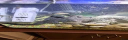 Catfish fish for sale: Huge Sailfin Pleco Ready For Large Tank 36cm - Advert 5