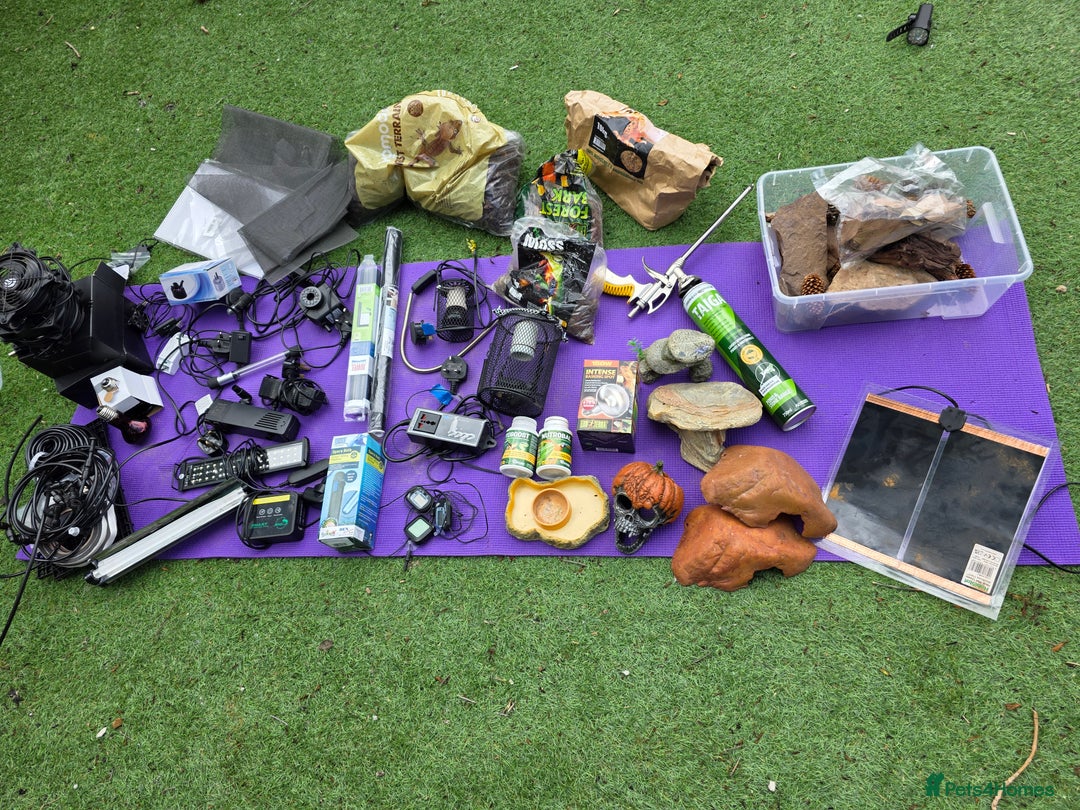 Frog reptiles for sale: Kit terrarium - Image 1