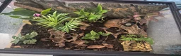Mixed Breed reptiles for sale: Exo terra bio-active terrarium & canopy  - Advert 3