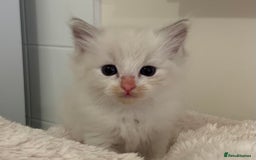 Ragdoll cats for sale: Ragdoll Kittens Male & Female - Image 15