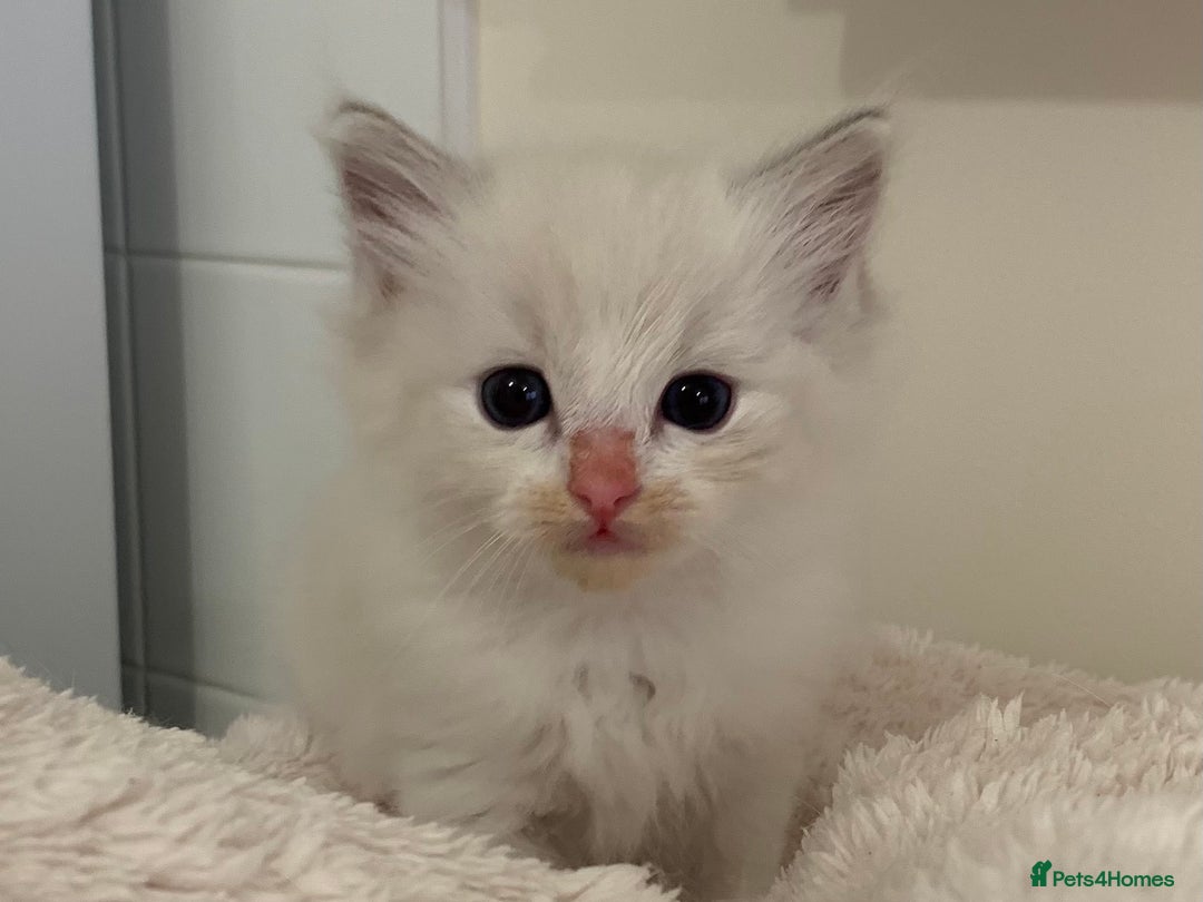 Ragdoll cats for sale: Ragdoll Kittens Male & Female - Image 15