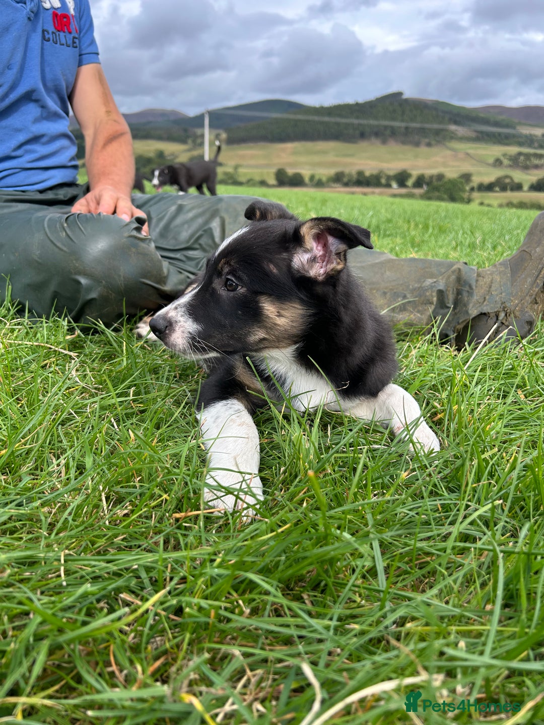 Border Collie dogs for sale: ⭐️ Border Collie Puppies ⭐️ - Image 10