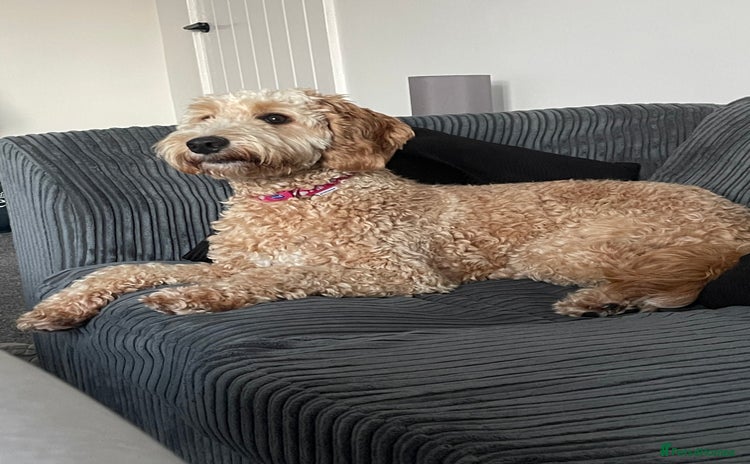 Cockapoo dogs - Advert 2