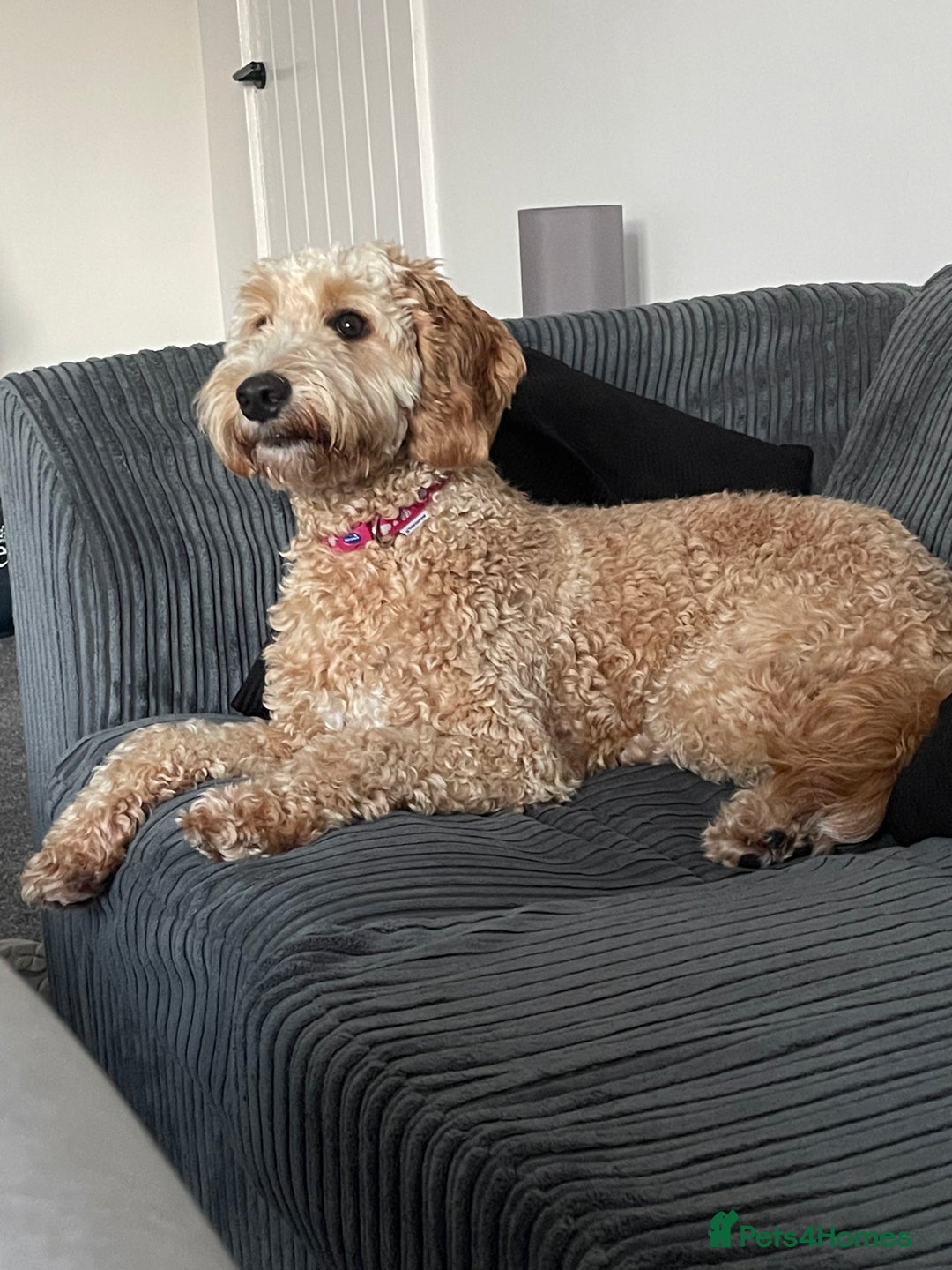 Cockapoo dogs for sale: Cockerpoo for sale  - Image 1