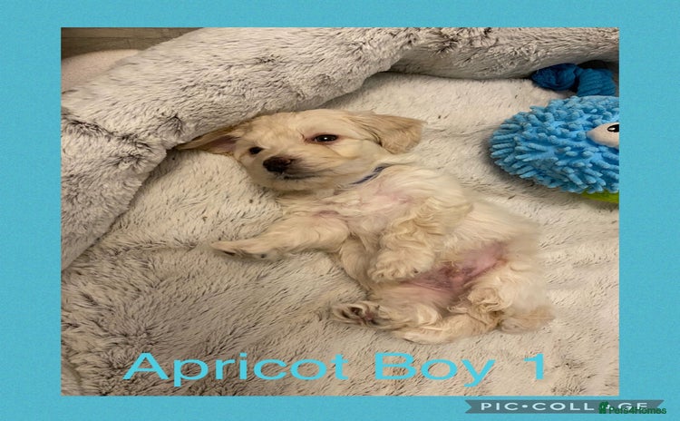 Maltipoo dogs - Advert 1