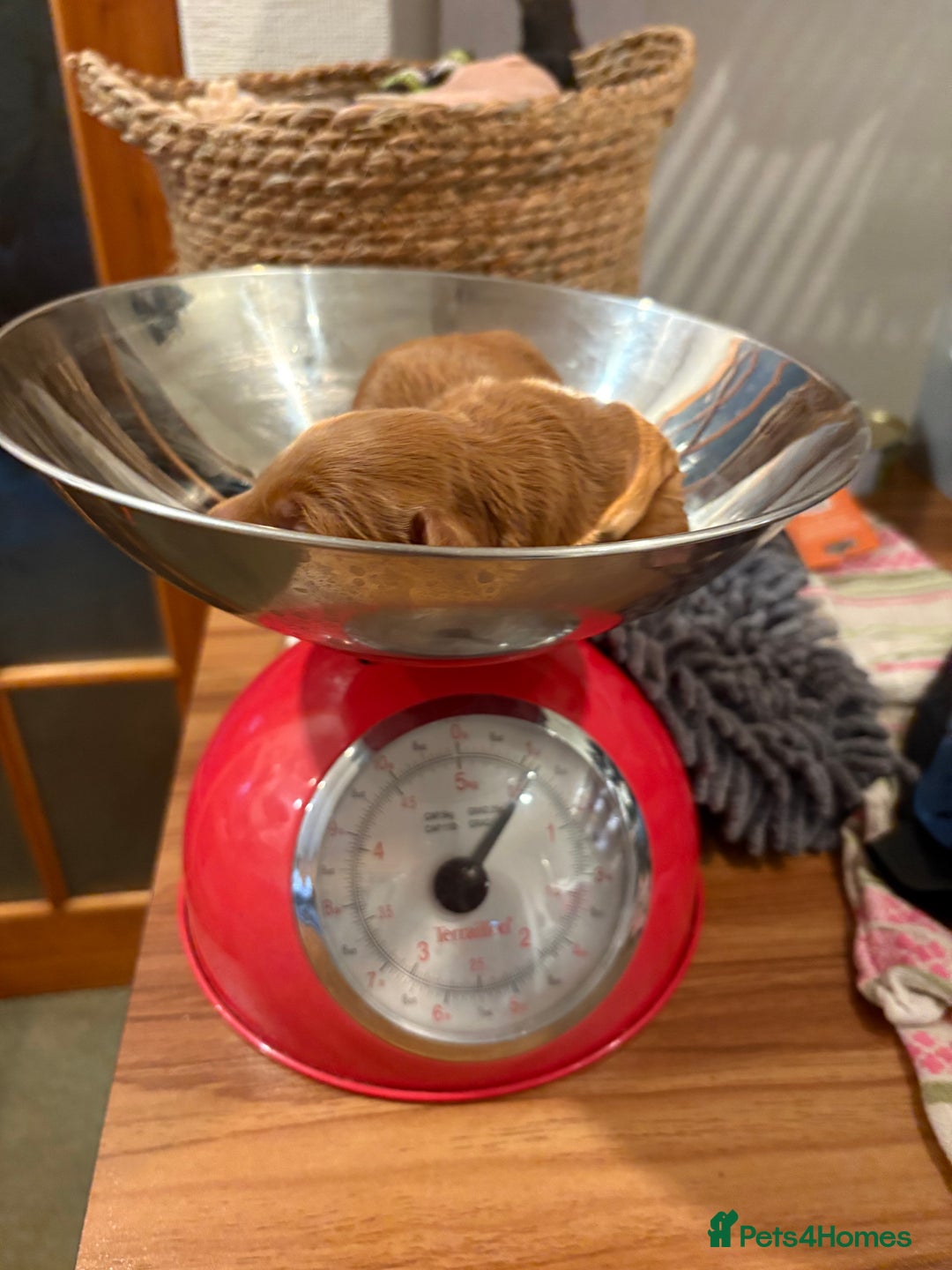 Cockapoo dogs for sale: Beautiful F2 puppy available  - Image 3