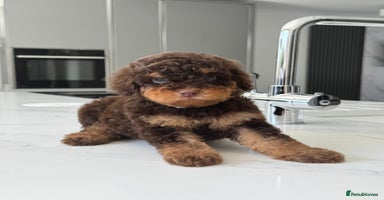 Toy Poodle dogs - Advert 10