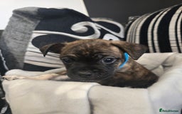 Mixed Breed dogs for sale: Puppy chugs 4 boys  - Image 19