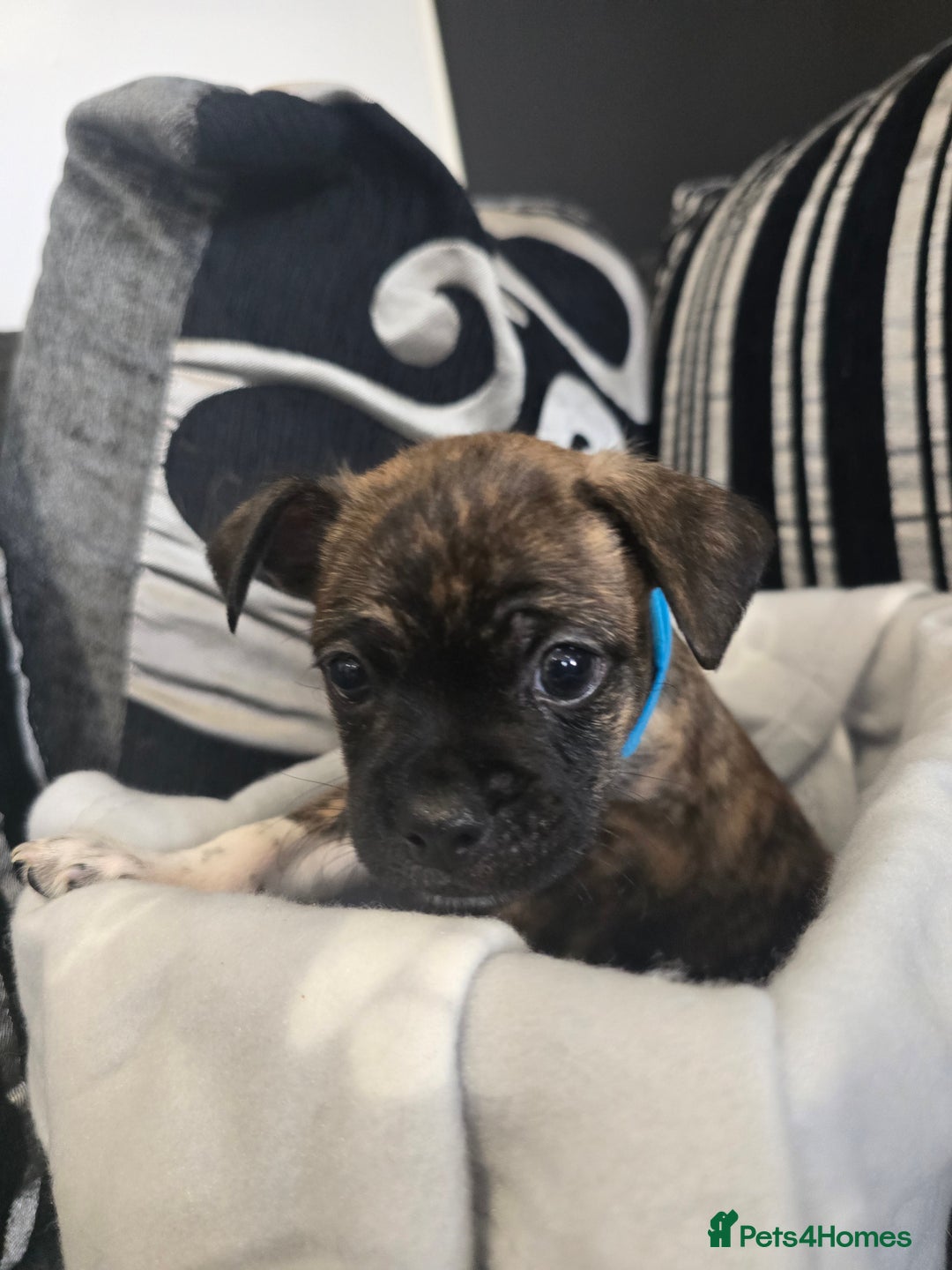 Mixed Breed dogs for sale: Puppy chugs 4 boys  - Image 19