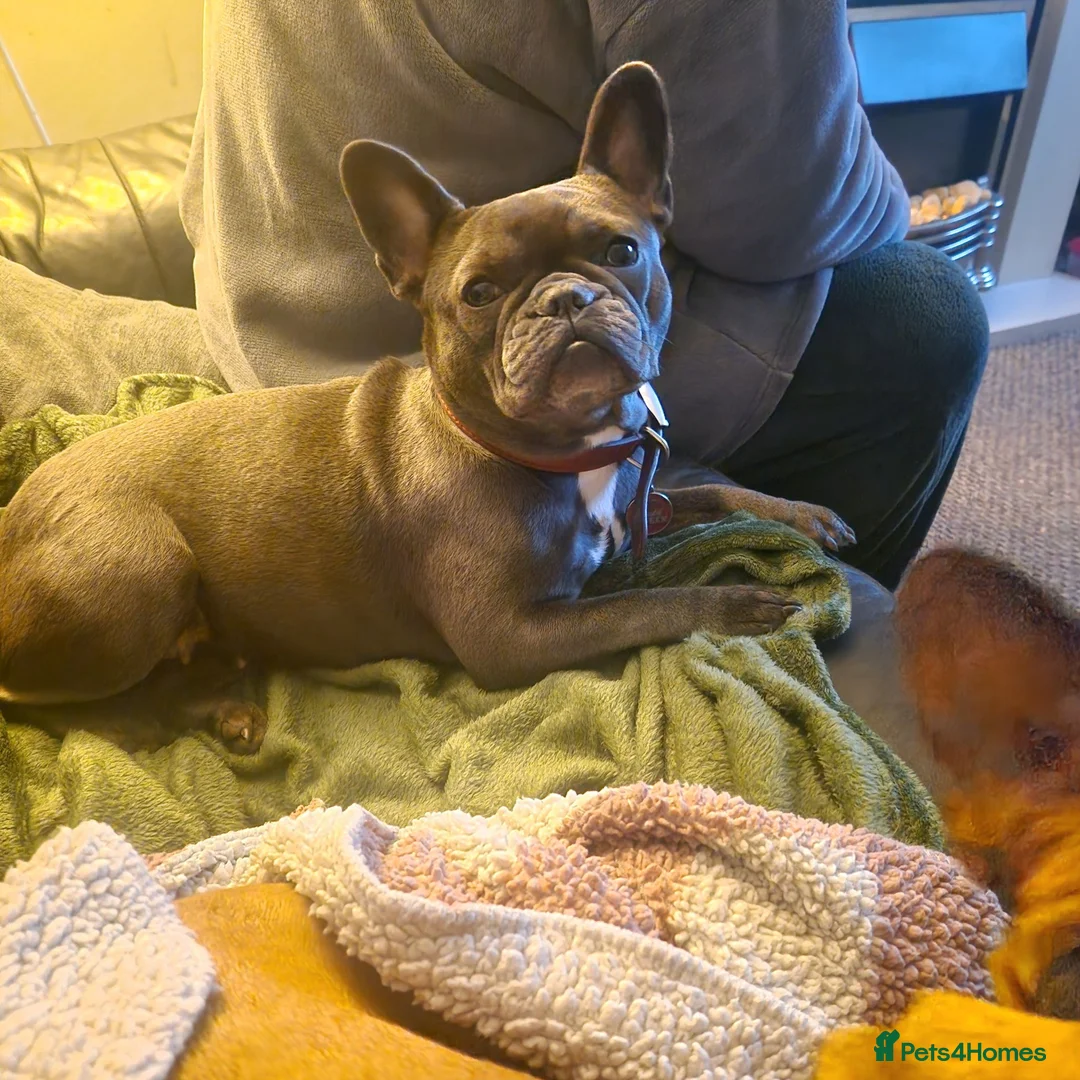 French Bulldog dogs for sale: Gorgeous French Bulldog puppies  in Crieff - Advert 1