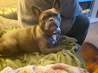 French Bulldog dogs Gorgeous French Bulldog puppies - Advert 1