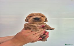 Cocker Spaniel dogs for sale: Kc reg Cocker Spaniels  - Image 4
