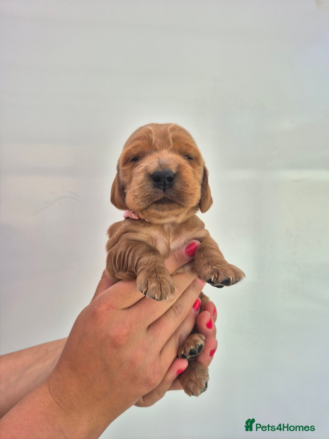 Cocker Spaniel dogs for sale: Kc reg Cocker Spaniels  - Image 4