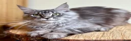 Maine Coon cats for sale: Beautiful Maine Coon females - Advert 11