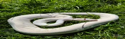 Python Snake reptiles for sale: Blue Eyed Leucistic (BEL) Python Ball in Stockport - Advert 2