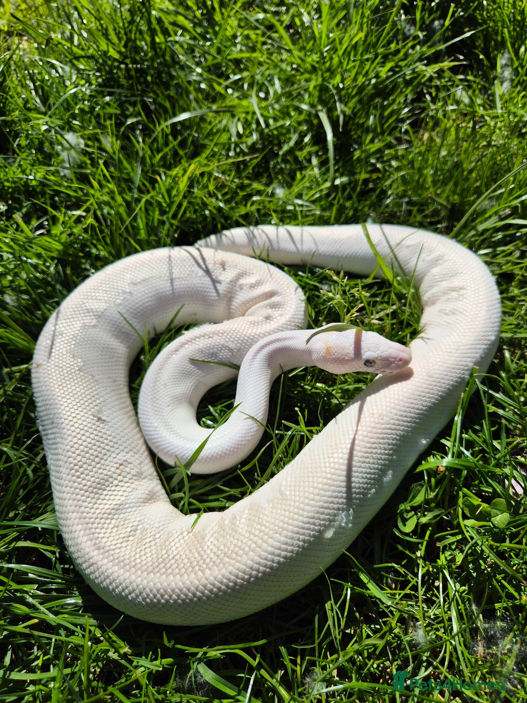 Python Snake reptiles for sale: Blue Eyed Leucistic (BEL) Python Ball in Stockport - Advert 2