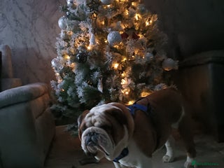 English Bulldog dogs For Stud: George (red/white) PROVEN in Brighouse - Advert 19