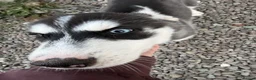 Siberian Husky dogs for sale: Siberian Husky Puppies  - Advert 6