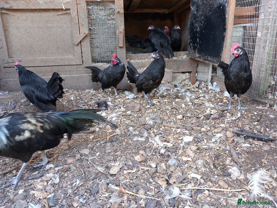 Chickens poultry for sale: Dutch Bantam Chickens - Image 2
