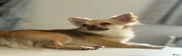 Chihuahua dogs for sale: Stunning Long Haired Chihuahua Puppies - Advert 30