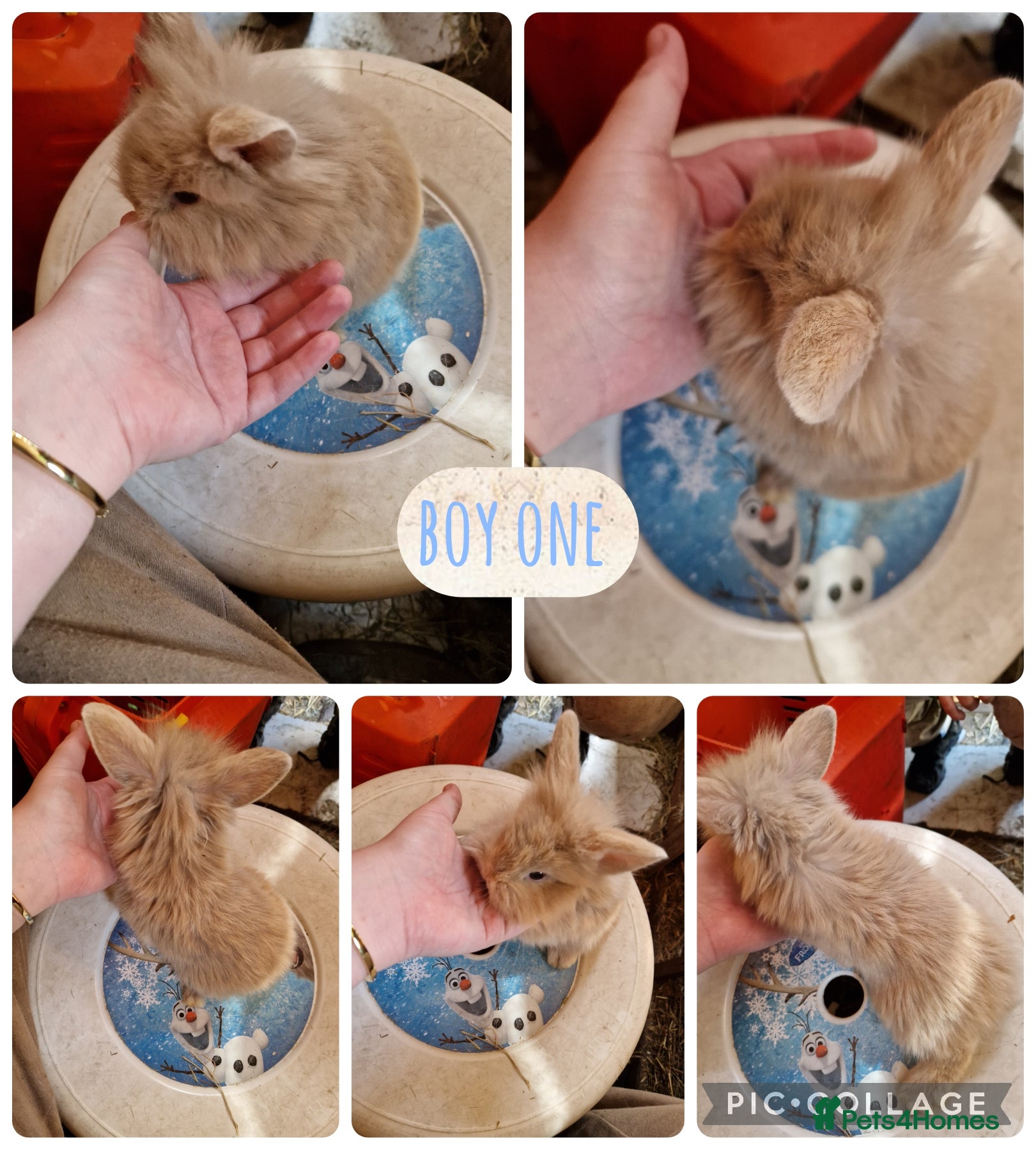 Mini Lion Lop rabbits 3 beautiful litter of mini lion lop x lionhead  - Advert 3