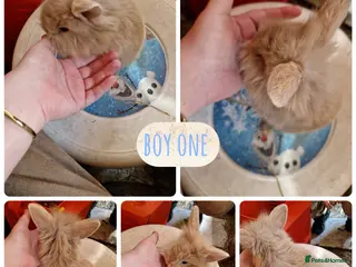 Mini Lion Lop rabbits 3 beautiful litter of mini lion lop x lionhead - Advert 3