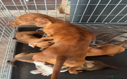 Miniature Dachshund dogs for sale: 3 gorgeous miniature daschunds - Image 26