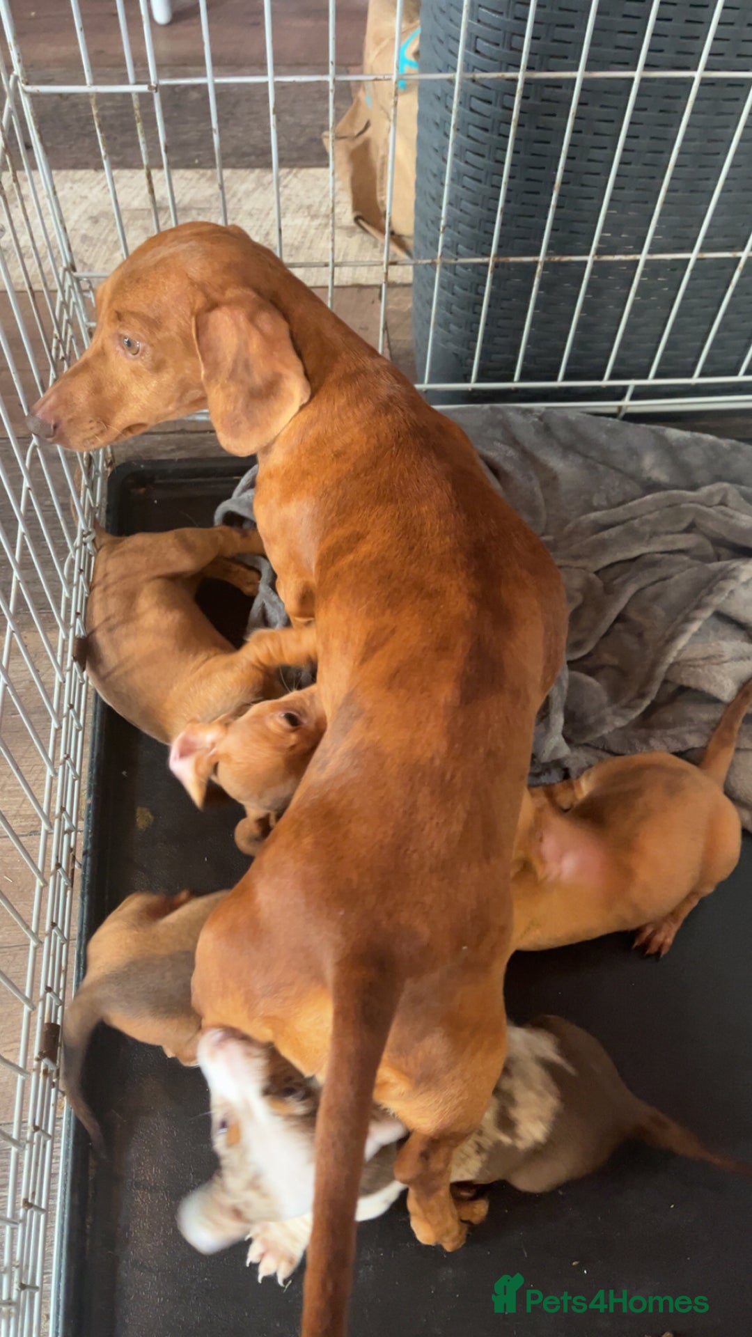 Miniature Dachshund dogs for sale: 3 gorgeous miniature daschunds - Image 26