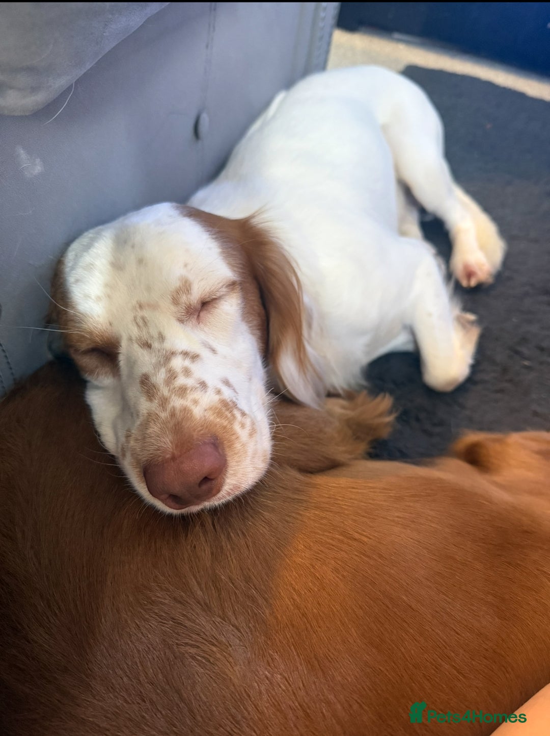 Cocker Spaniel dogs for sale: Beautiful cocker spaniels  - Advert 4