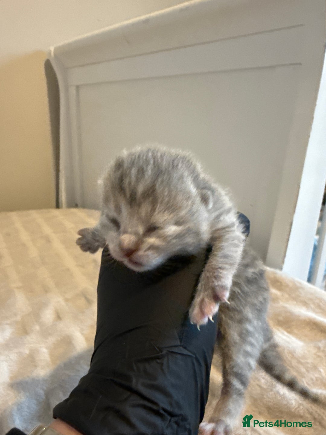 Scottish Fold cats for sale: Scottish fold kittens - Advert 13