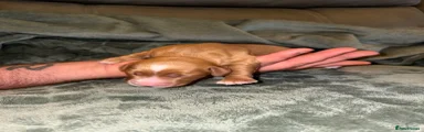 Cocker Spaniel 2