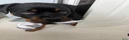 Rottweiler dogs for sale: Ronnie  - Advert 7