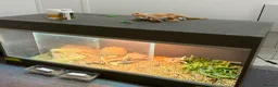 Bearded Dragon reptiles for sale: Bearded dragons (2) in Daventry - Advert 5