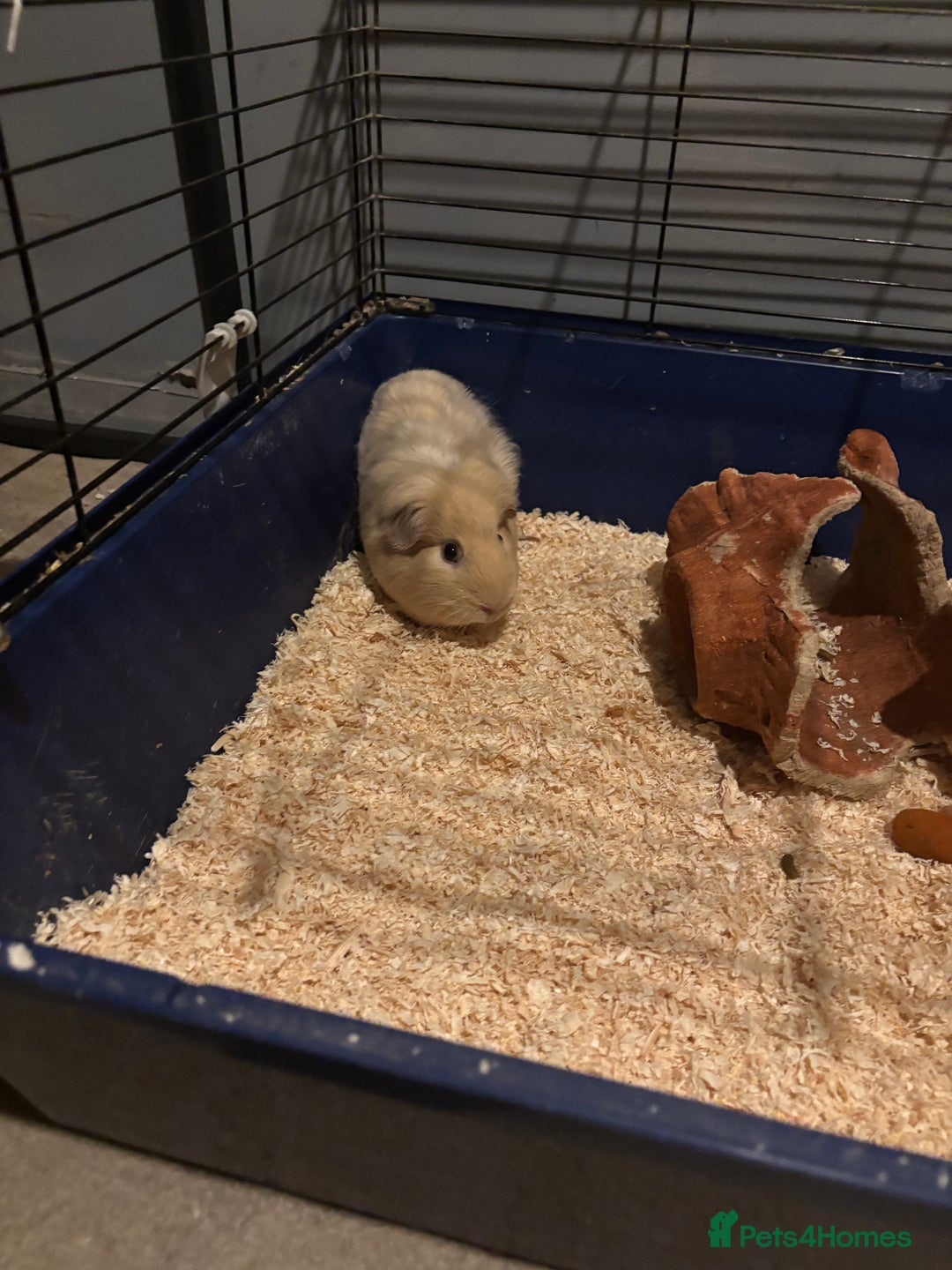 Guinea Pig rodents for sale: Free to good home  - Advert 1