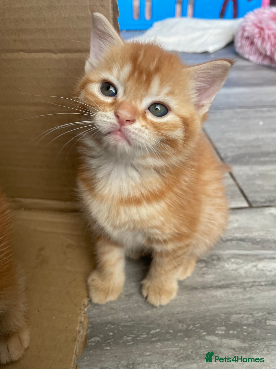 Mixed Breed cats for sale: Part Mainecoon Ginger Litter - Image 37