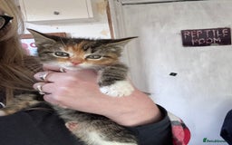 Bengal cats for sale: 12 mixed kittens - Advert 7