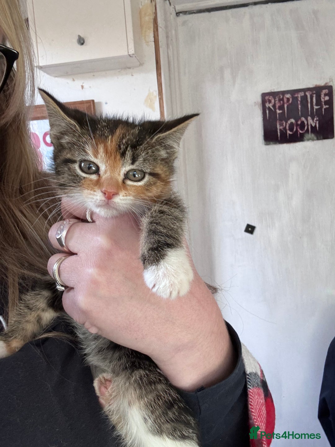 Bengal cats for sale: 12 mixed kittens - Advert 7