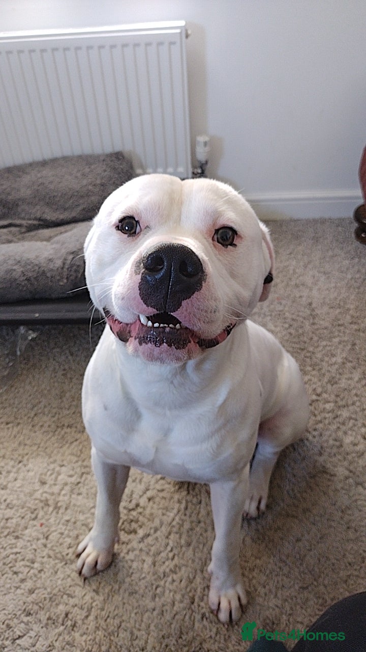 Mixed Breed dogs Zero - Bully x Staffy - ASAP Rehoming - Advert 10