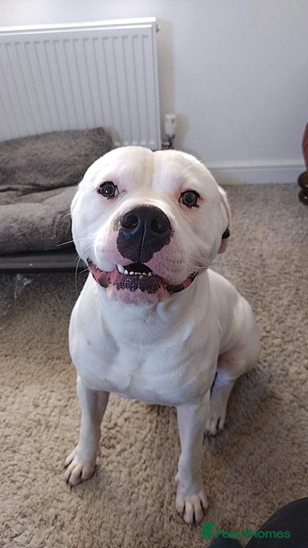 Mixed Breed dogs for sale: Zero - Bully x Staffy - ASAP Rehoming - Advert 1
