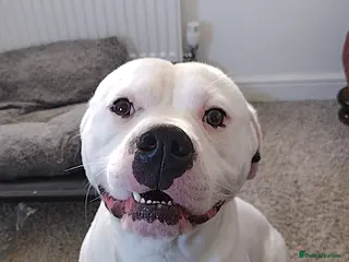 Mixed Breed dogs Zero - Bully x Staffy - ASAP Rehoming - Advert 10