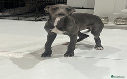 Whippet dogs for sale: Blue boy kc reg fully vaccinated and microchip  - Image 2